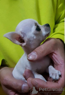 Additional photos: Princess mini chihuahuas