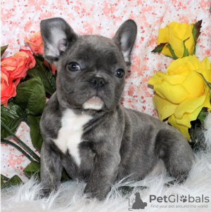 Photo №1. french bulldog - for sale in the city of Подгорица | negotiated | Announcement № 124327