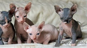Photo №1. sphynx cat - for sale in the city of Strömsund | Is free | Announcement № 48521