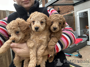 Photo №1. poodle (royal) - for sale in the city of Berlin | 400$ | Announcement № 90878