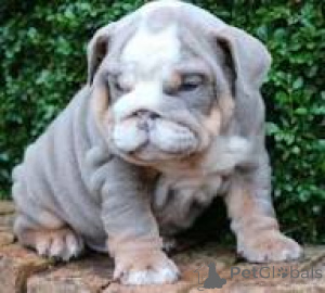 Photo №1. english bulldog - for sale in the city of Rotterdam | 1032$ | Announcement № 165599