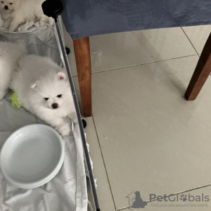 Additional photos: Beautiful Pomeranian puppies