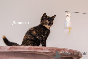 Photo №4. I will sell domestic cat in the city of Obninsk. private announcement - price - Is free