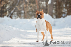 Additional photos: American Staffordshire Terrier with pedigree