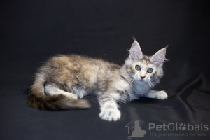 Photo №2 to announcement № 14273 for the sale of maine coon - buy in Ukraine from nursery