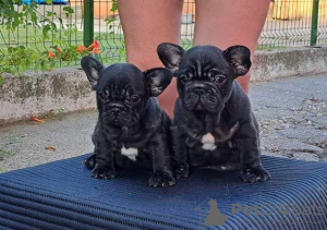 Photo №2 to announcement № 111929 for the sale of french bulldog - buy in Serbia breeder