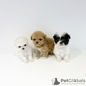 Photo №1. poodle (royal) - for sale in the city of Miami | 500$ | Announcement № 56352