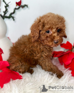 Photo №2 to announcement № 86362 for the sale of poodle (toy) - buy in Germany breeder