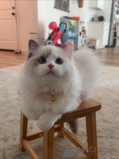 Photo №2 to announcement № 158453 for the sale of ragdoll - buy in Sweden breeder