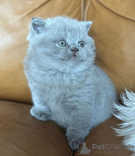 Photo №1. british shorthair - for sale in the city of Berlin | 300$ | Announcement № 90830