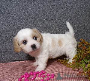 Photo №1.  - for sale in the city of Podolszyn Nowy | negotiated | Announcement № 163193