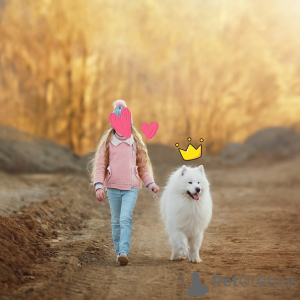 Photo №2 to announcement № 42516 for the sale of samoyed dog - buy in Belarus private announcement