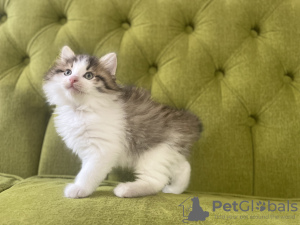 Photo №3. Kurilian Bobtail. Russian Federation