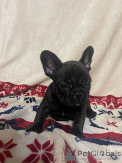 Photo №1. french bulldog - for sale in the city of Eksjo | Is free | Announcement № 123893