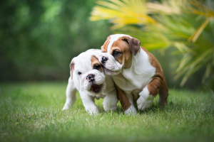 Photo №1. american bulldog - for sale in the city of Minsk | 225$ | Announcement № 318