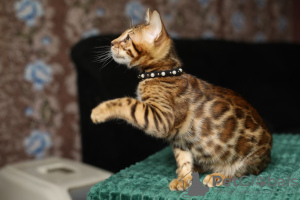 Photo №4. I will sell bengal cat in the city of Rotorua. private announcement - price - 423$