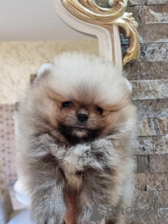 Additional photos: Pomeranian Boo, female teacup