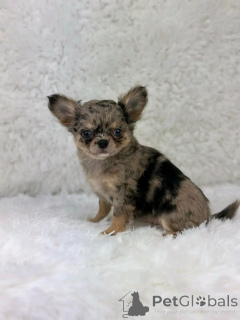 Photo №3. Teacup-Chihuahua zur Adoption. Germany