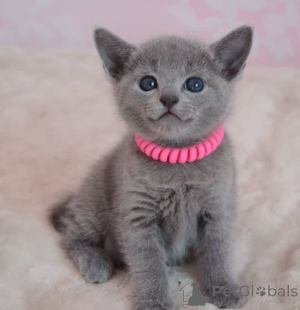 Photo №1. russian blue - for sale in the city of Vienna | 206$ | Announcement № 160983