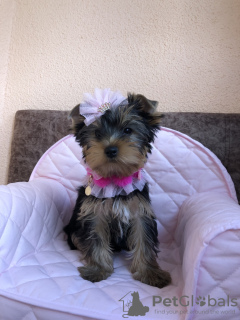 Additional photos: Yorkshire terrier puppies