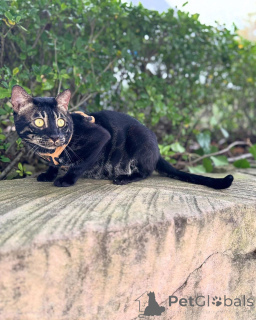 Photo №1. bengal cat - for sale in the city of Rapperswil-Jona | 706$ | Announcement № 152723