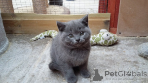 Photo №1. british shorthair - for sale in the city of Berlin | 317$ | Announcement № 70408