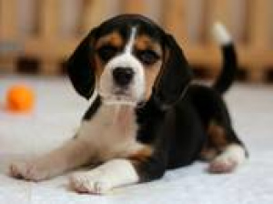 Photo №1. beagle - for sale in the city of Minsk | 553$ | Announcement № 1162
