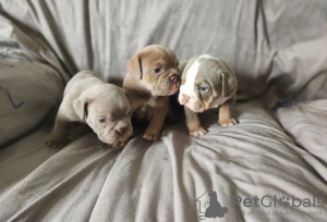 Photo №2 to announcement № 107219 for the sale of english bulldog - buy in United States 