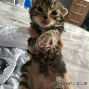 Photo №2 to announcement № 167253 for the sale of bengal cat - buy in Germany private announcement