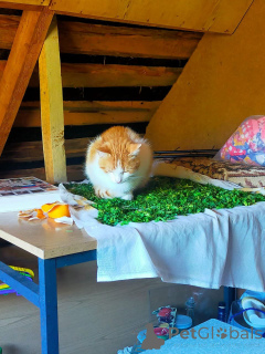 Photo №3. I will give the cat in good hands for free. Russian Federation