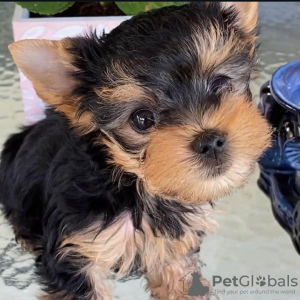 Photo №1. yorkshire terrier - for sale in the city of Yorba Linda | negotiated | Announcement № 107704