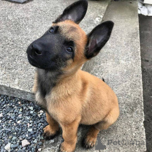 Photo №1. belgian shepherd - for sale in the city of Nice | negotiated | Announcement № 165303