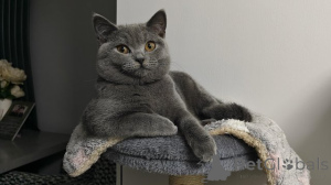 Photo №1. british shorthair - for sale in the city of Antwerp | Is free | Announcement № 160356