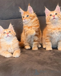 Photo №1. maine coon - for sale in the city of Gardabani | negotiated | Announcement № 174616