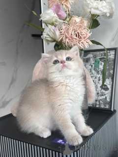 Photo №2 to announcement № 175111 for the sale of british shorthair - buy in Germany breeder