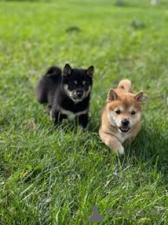 Photo №2 to announcement № 164101 for the sale of shiba inu - buy in Belgium private announcement, breeder