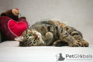 Photo №3. Monica the cat is looking for a home. Russian Federation