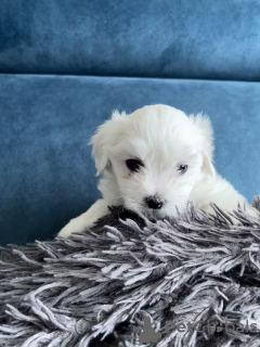 Photo №1. maltese dog - for sale in the city of Redding | 260$ | Announcement № 77818