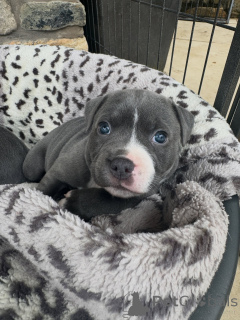 Photo №1. staffordshire bull terrier - for sale in the city of Prague | negotiated | Announcement № 171294