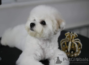 Photo №3. Bichon Frize puppy for sale. Serbia