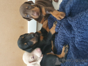 Photo №2 to announcement № 138220 for the sale of dobermann - buy in United States private announcement, breeder
