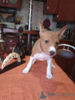 Photo №4. I will sell basenji in the city of Бердичев. breeder - price - 1268$