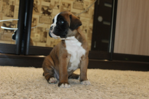 Photo №4. I will sell boxer in the city of Moscow. from nursery, breeder - price - 405$