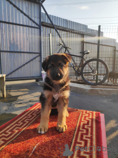 Additional photos: german shepherd puppies