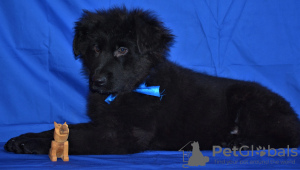 Photo №2 to announcement № 36690 for the sale of german shepherd - buy in Russian Federation from nursery