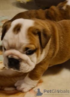 Photo №1. english bulldog - for sale in the city of Copenhague | negotiated | Announcement № 15362