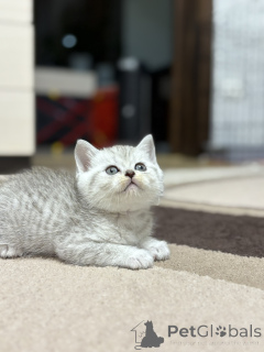 Photo №4. I will sell scottish straight in the city of Minsk. breeder - price - 161$