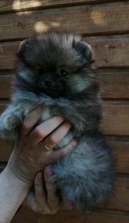 Photo №1. german spitz - for sale in the city of Kostroma | 873$ | Announcement № 6877