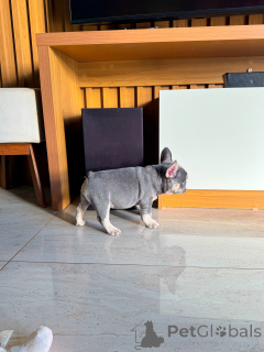 Photo №3. Meet Our Playful French Bulldog Puppies Full of Charm and Love!. Germany
