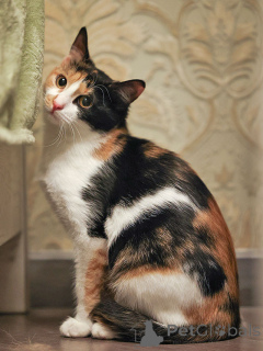 Photo №2 to announcement № 159020 for the sale of  - buy in Russian Federation private announcement